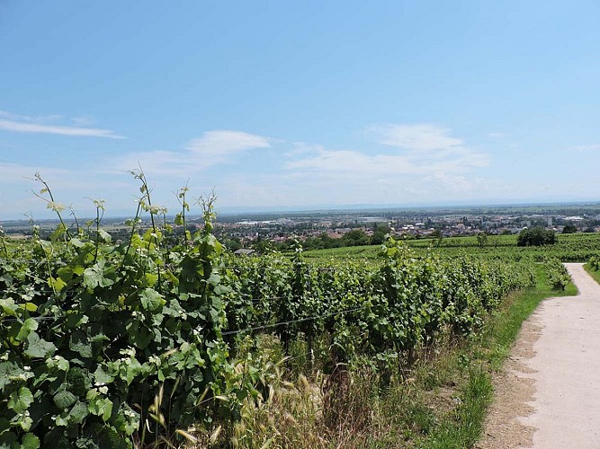 Sentier viticole du Bruderthal de Molsheim