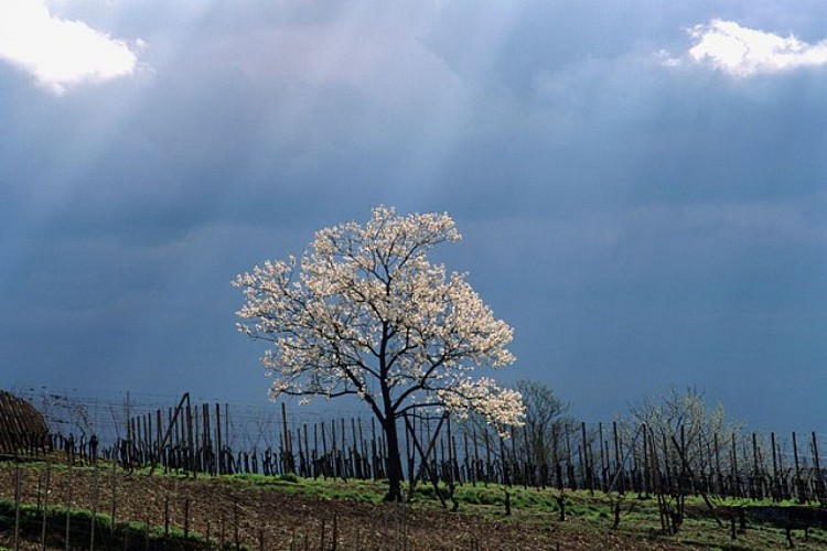 Entdeckungstour durch Mittelwihr