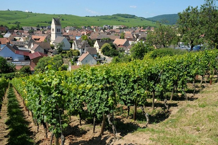 Circuit de découverte de Mittelwihr