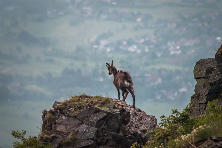 Chamois au Hartmannswillerkopf