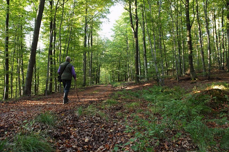 Balade en forêt