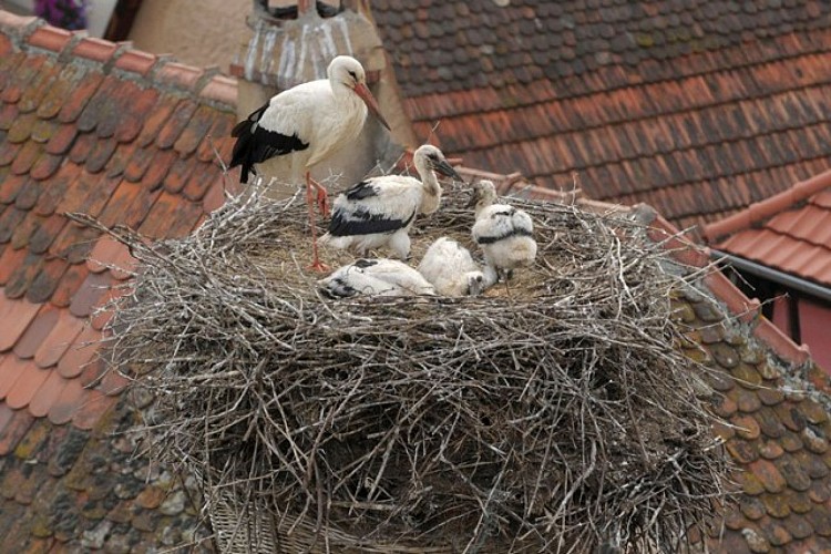 Zellenberg discovery tour