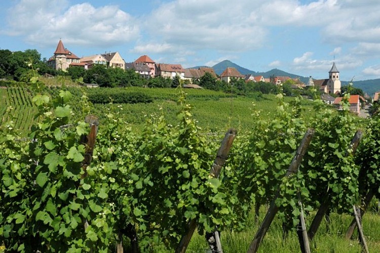 Zellenberg discovery tour