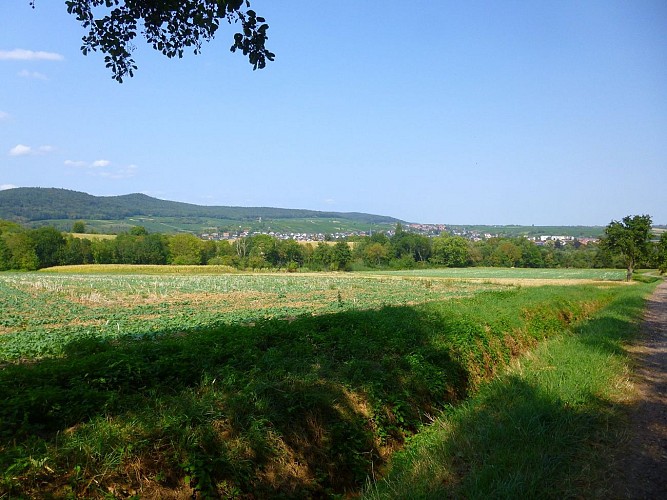 Vue sur Wissembourg, son vignoble et la montagne