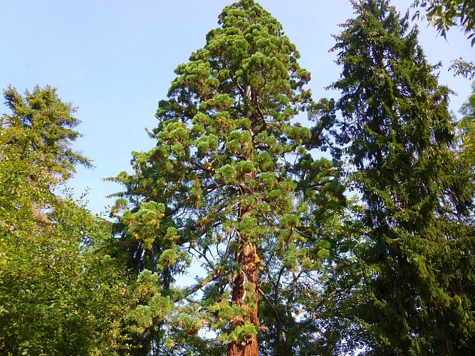 Un très grand arbre au bord de la rivière
