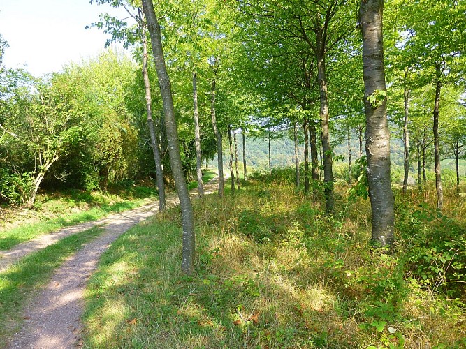 Sur le sentier, belle vue sur Wissembourg (derrière soi) et la vallée de la Lauter et les montagnes (devant)