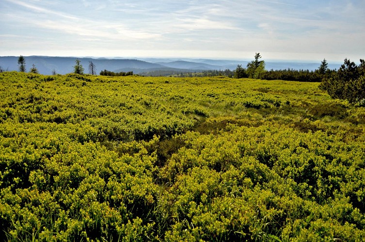 Wanderung - der Lac Blanc Kamm
