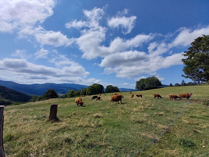 N°11 Chapelle de la Goutte du Prince