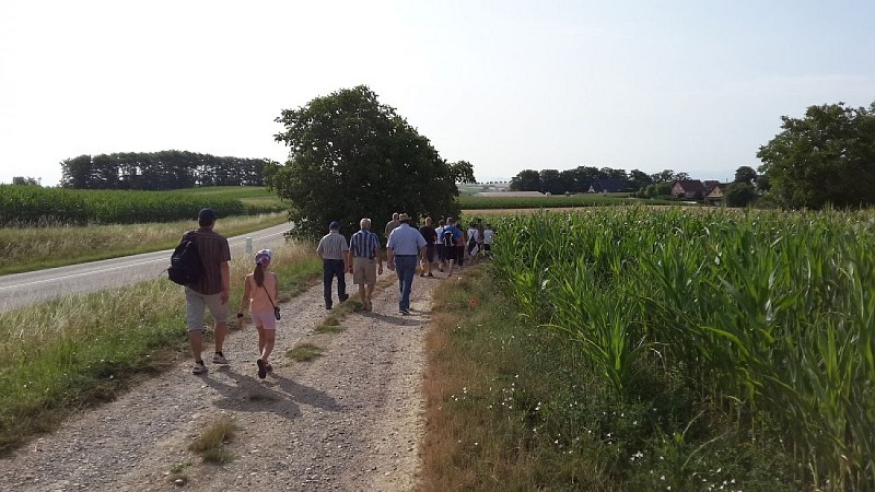 Walking Trail : Circuit du Pfaffenloch - Muelbach