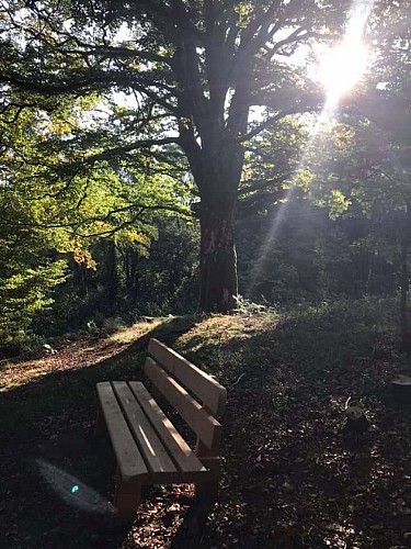 Randonnée Dolleren : Sentier de découverte du Graber