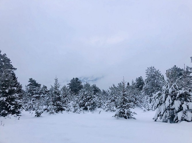 Snowshoe trail - L'Etang du Devin