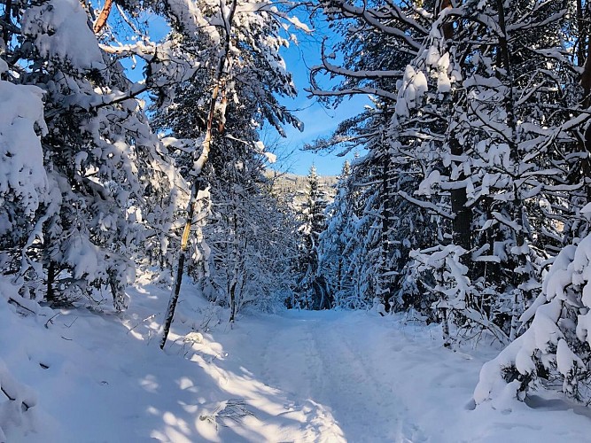 Snowshoe trail - L'Etang du Devin