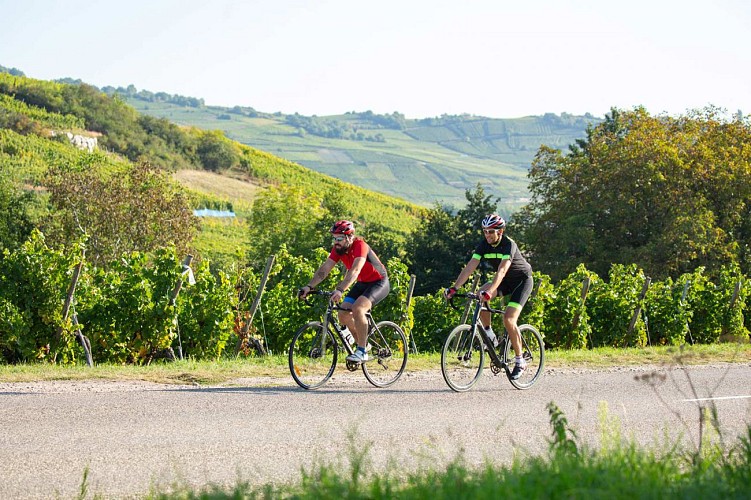 Cycling tour - The balconies of the vineyard 1
