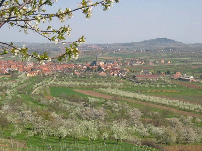 Entdeckungs- und Weinlehrpfad von Westhoffen