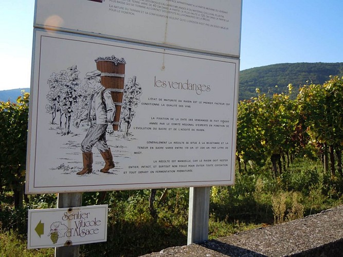 Wine trail - Schlossberg round