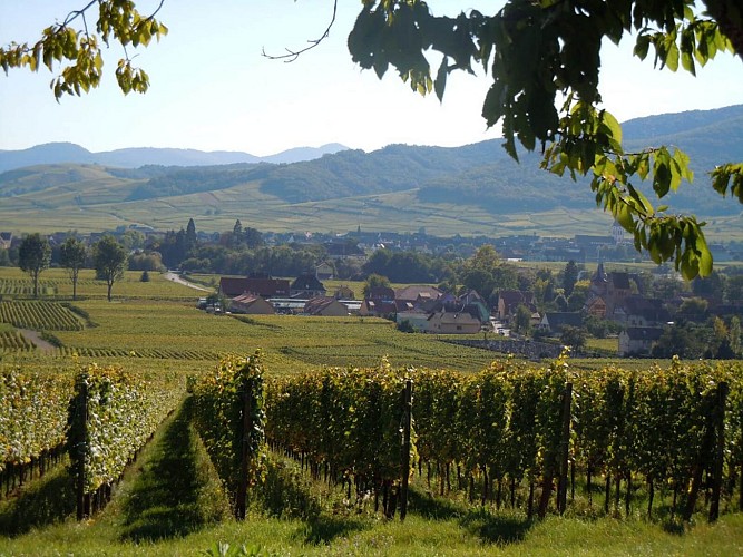 Sentier viticole - Schlossberg