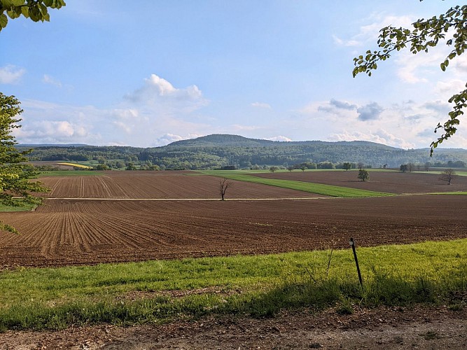 Panorama depuis le sentier de découverte de Raedersdorf