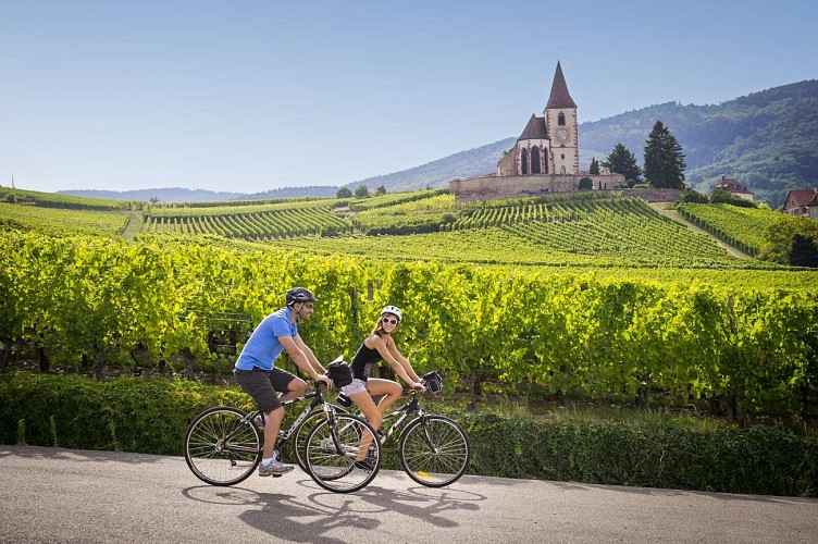 Alsace Vineyard Cycle Route
