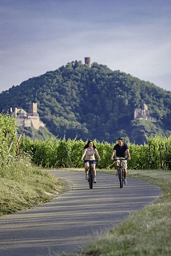 Alsace Vineyard Cycle Route