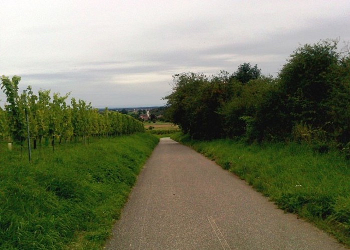 Bicycle tourism circuit: Tour du Pays Rhin-Vignoble-Grand Ballon