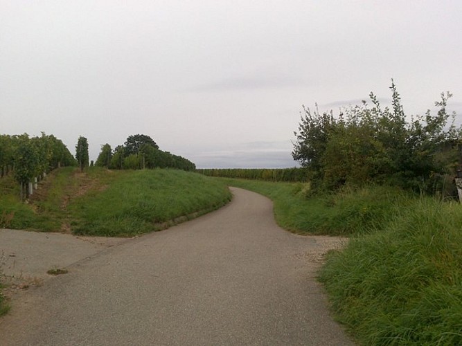 Circuit de cyclotourisme: Tour du Pays Rhin-Vignoble-Grand Ballon