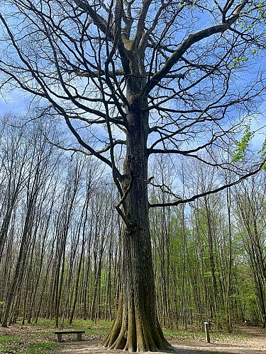 Grand chêne du parcours sportif de Schweighouse-Thann