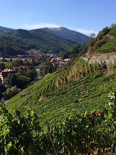 Les pentes du Rangen de Thann