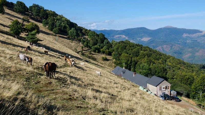 Les chaumes au-dessus de la Ferme-auberge du Thannerhubel.