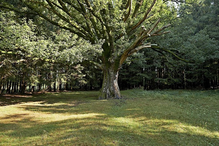 Hiking trail C06 : In the land of Salm