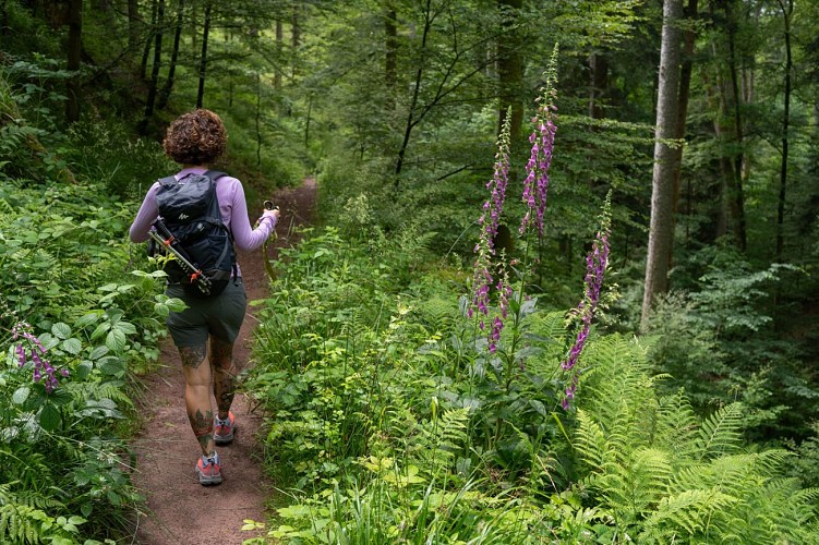 Randonnée au fil des cascades à Oberhaslach