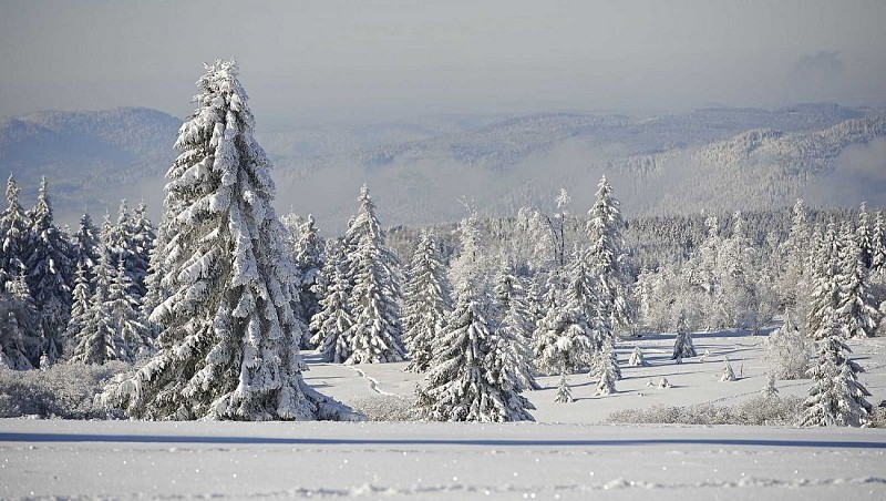 Sentier piéton du Champ du feu