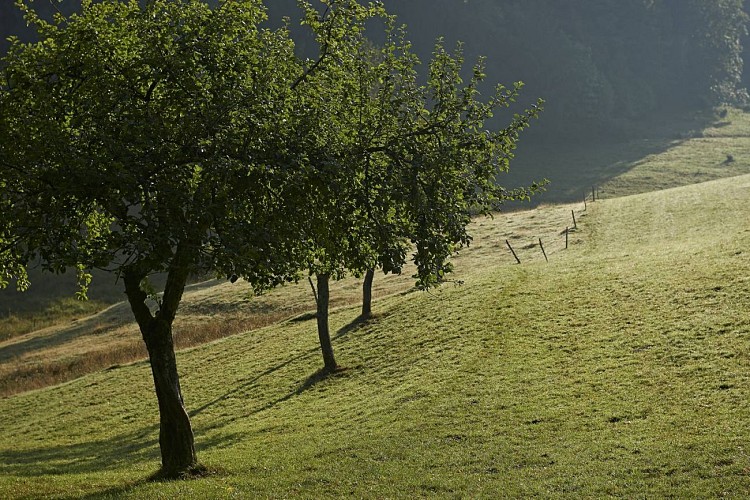 Cycling circuit C16: On the slopes of Salm