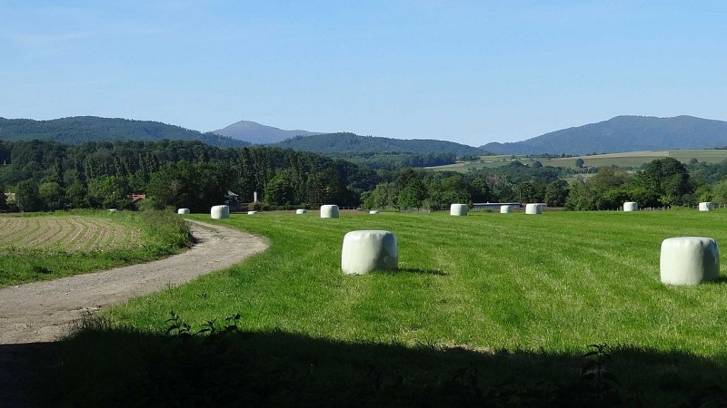 Champs et vue sur le Grand Ballon