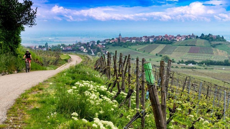 Fahrradstrecke: Riquewihr auf der Seite des Waldes, auf der Seite der Weinberge