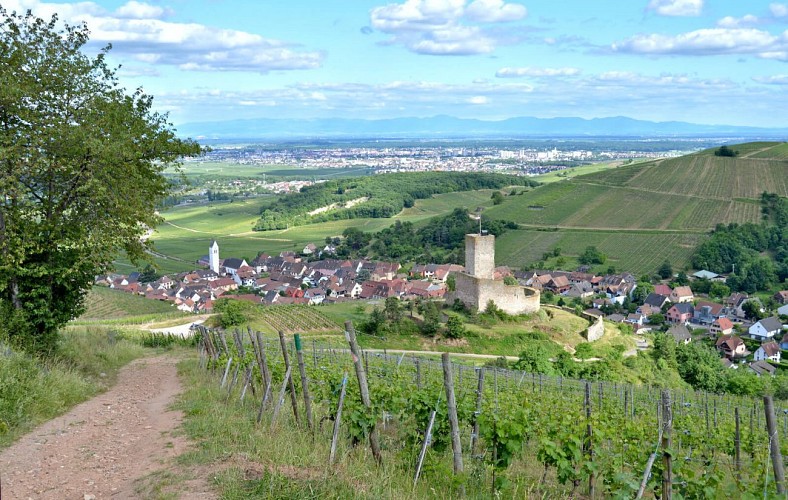 Wanderung - Vom Sommerberg zur Burg Wineck