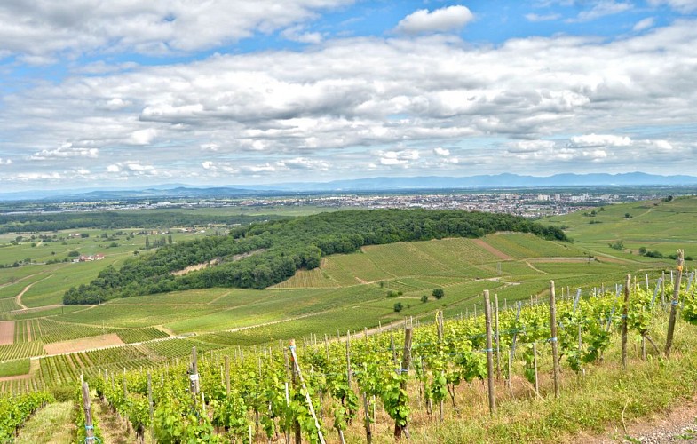 Hiking tour - from Sommerberg to Wineck Castle