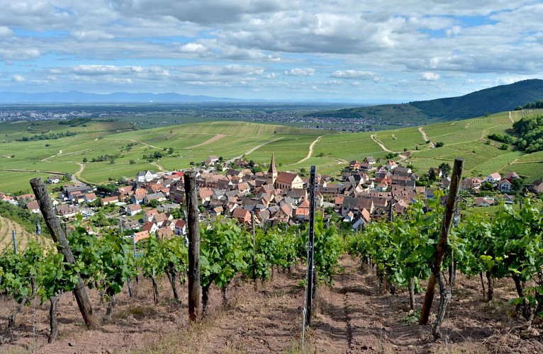 Circuit rando - du Sommerberg au château du Wineck