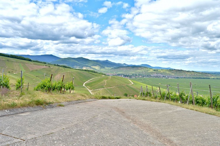Circuit rando - du Sommerberg au château du Wineck