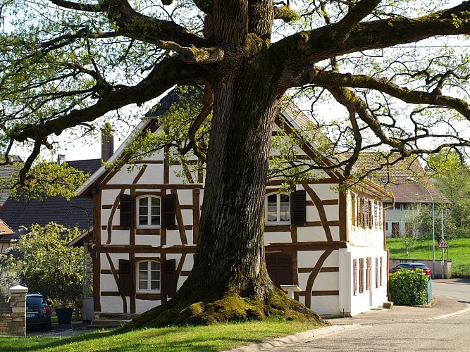 Chêne de Strueth