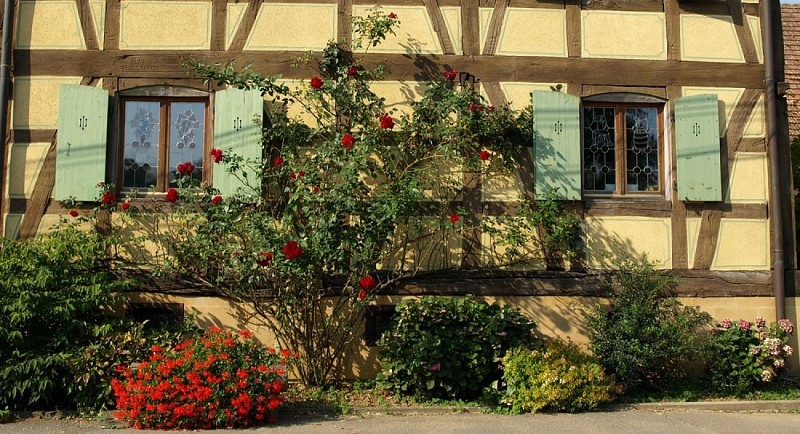 Friesen (2)
