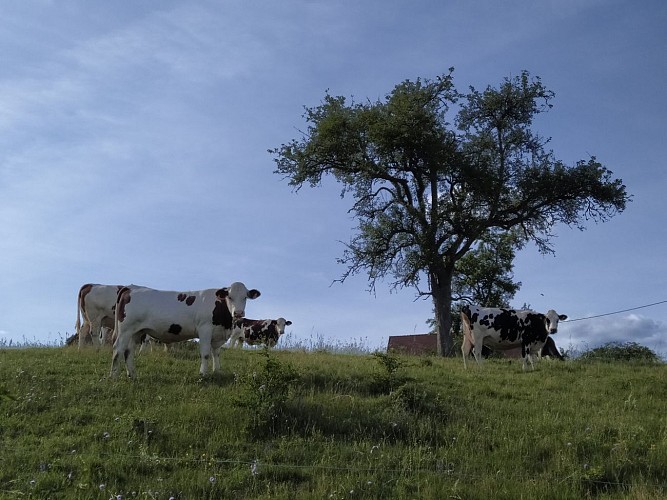 Vaches et prairies Wintzfelden