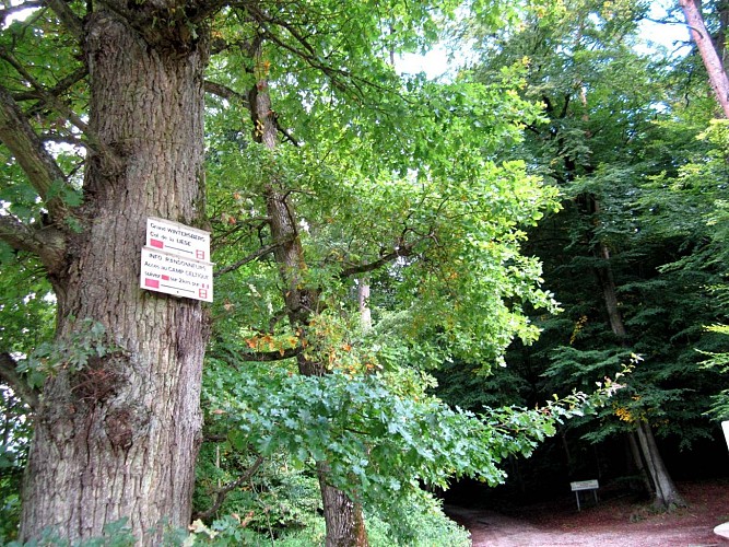 Randonnée vers le Grand Wintersberg, Niederbronn-les-Bains, Alsace