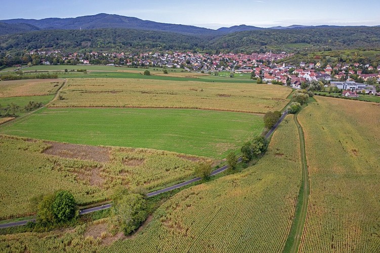 Vue sur le Piémont des Vosges