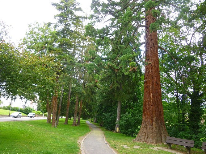 Le chemin passe à côté d'un immense sequoia. Les bancs et poubelles sont nombreux dans cette boucle.