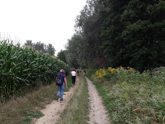 The Fronberg Trail