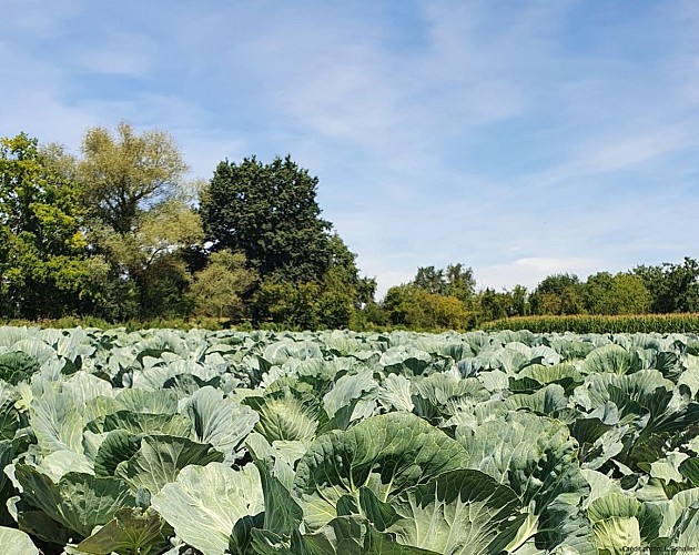 BL 152 - From cabbage to plate