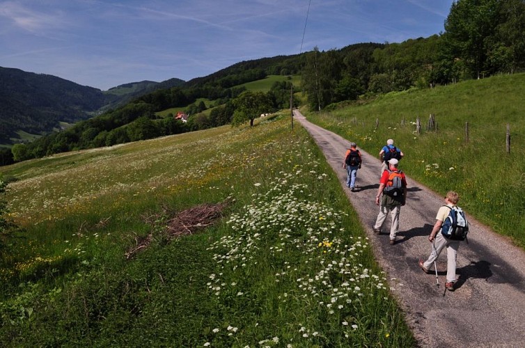 N°01 : Das Brézouard-Massiv (Lange Strecke)