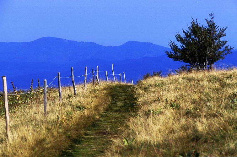 Hiking trail D10: Leaving from the Col de Prayé