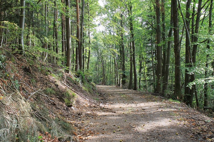 Chemin forestier du Hintereck