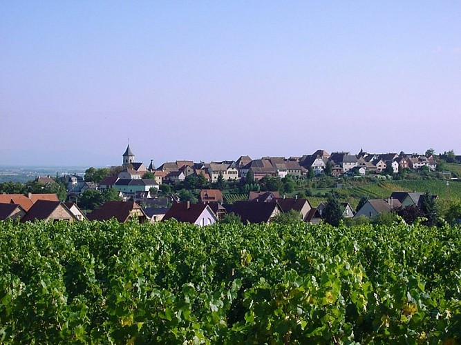Winzerpfad des Grands Crus - Zellenberg